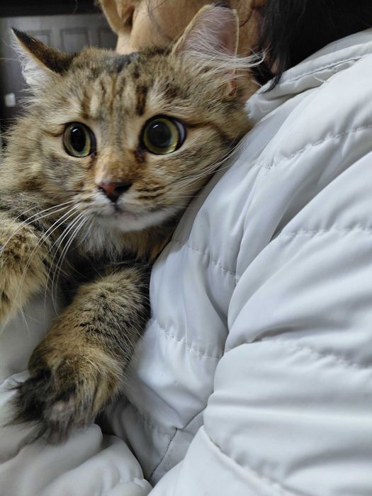 Кішечка Міла шукає родину