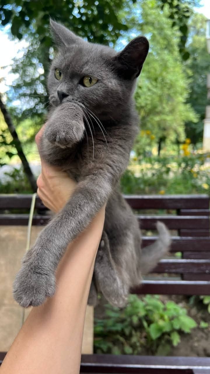 Отдам_ кошки_ котята_ марта