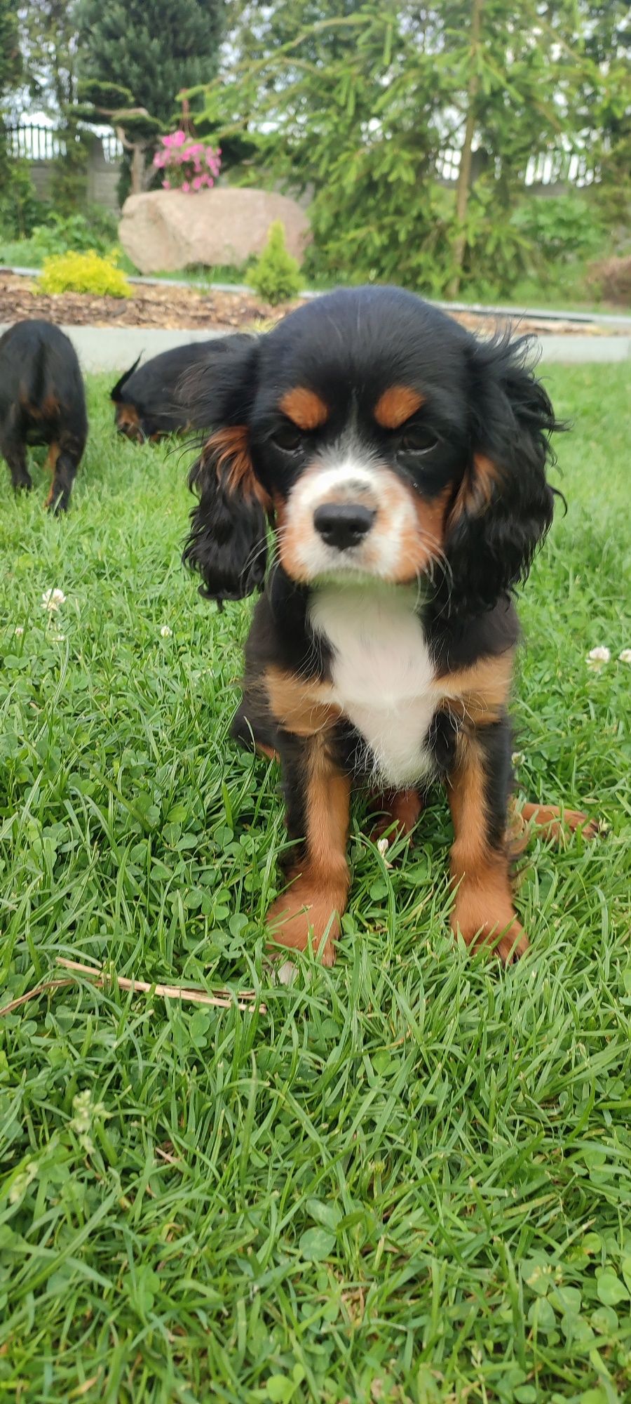 Cavalier King Charles Spaniel