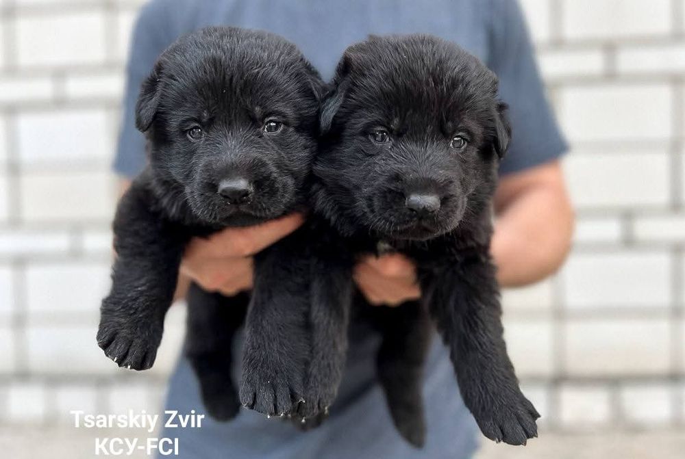 Немецкая овчарка черные щенки из питомника