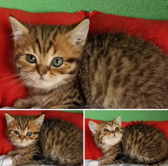 Шотланські кошенята