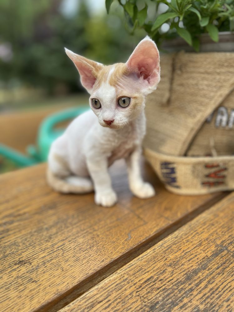 Devon rex kocurek , rodowod FPL /FIFE