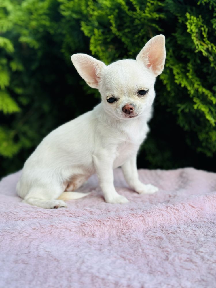 Piękna sunia FCI chihuahua krotkowlosa kremowa cream