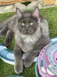 Maine coon kocur niebieski dymny fpl gotowy do odbioru