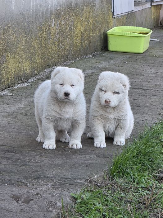 Алабай щенята 1.5 місяці