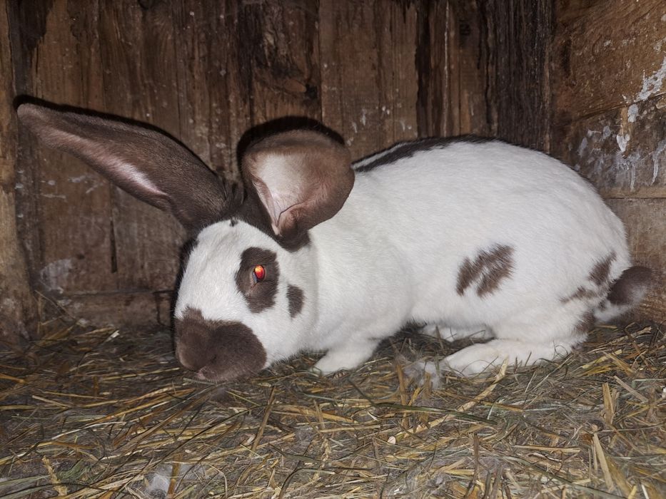 Olbrzym srokacz niemiecki hawana samica srokacze