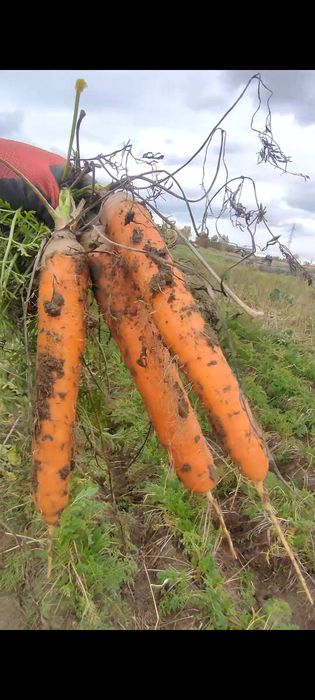 Marchew tegoroczna na soki