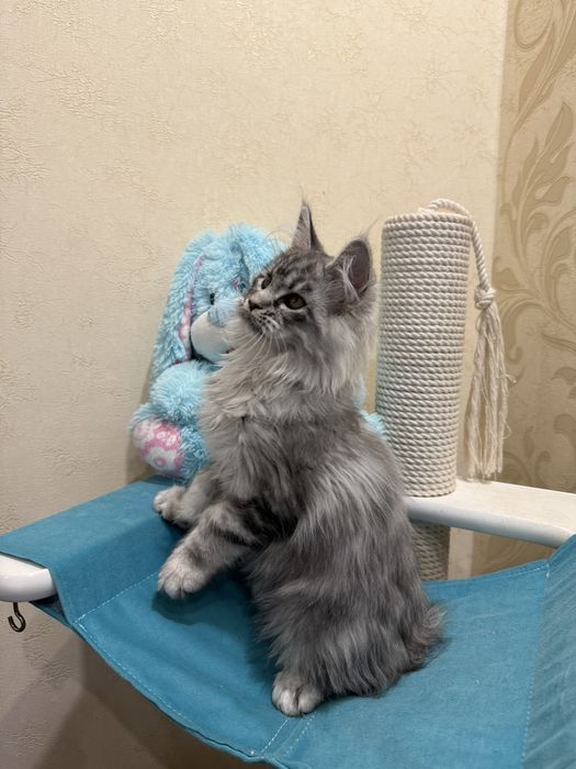 Шикарная девочка Мей кун