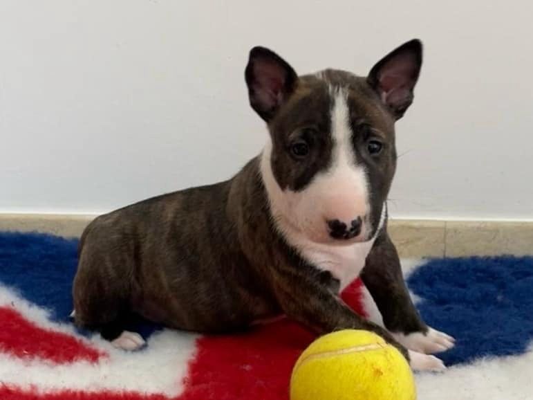 Bull Terrier Miniatura femea