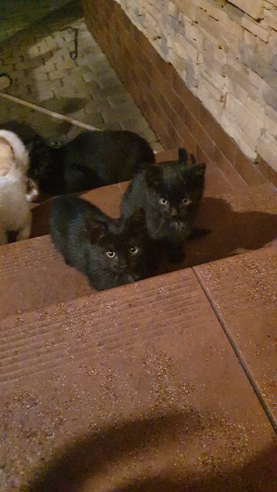 Oddam kotki w dobre ręce