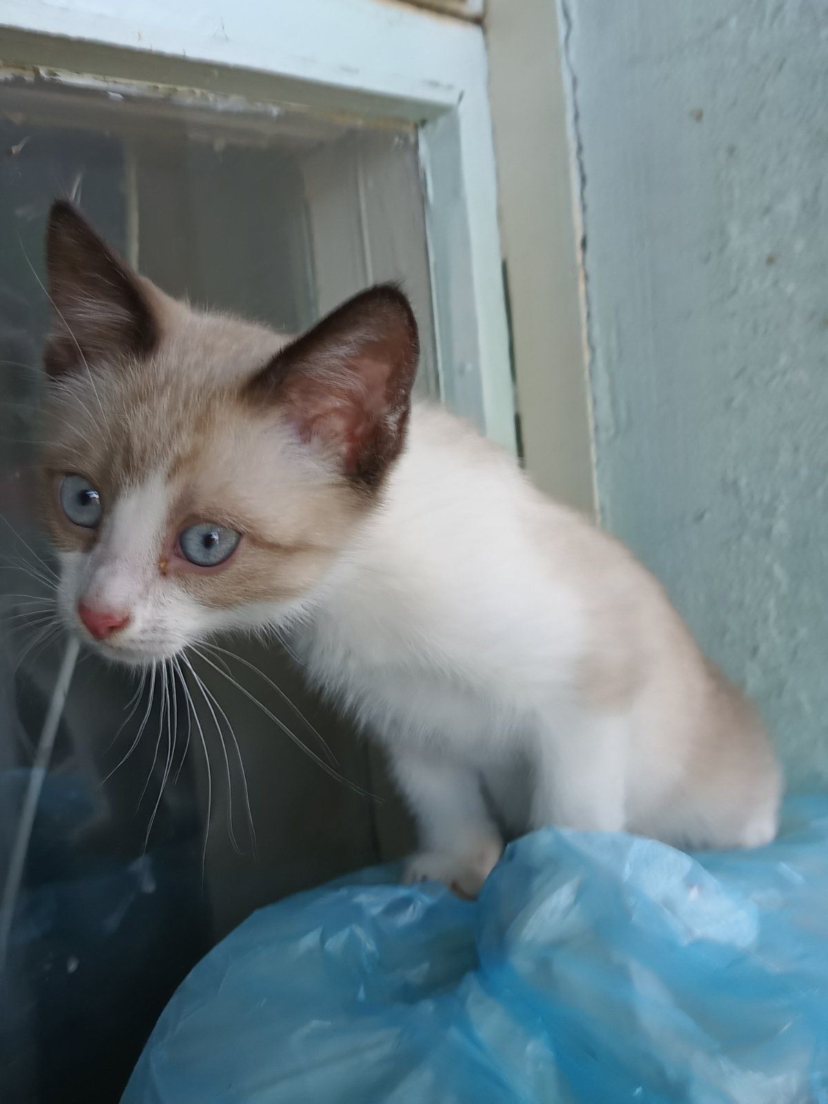 Маленький котёнок ищет дом! Котята! Отдам в хорошие руки!