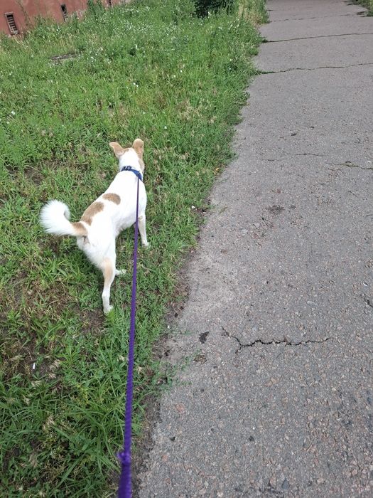 Прилаштовується безкоштовно