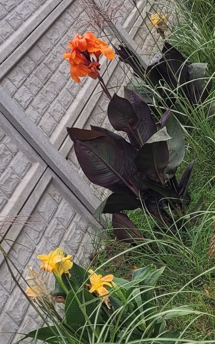 Canna i dalie kłącza