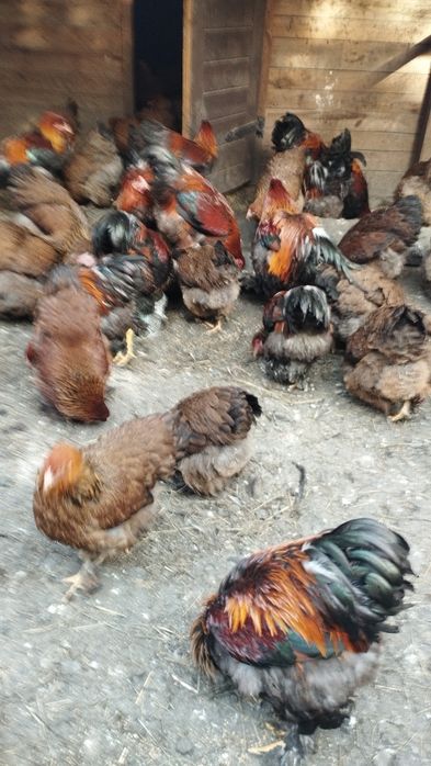 Brahma Olbrzymia Srebrna i Kuropatwiana jaja lęgowe