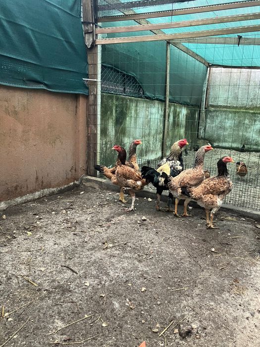 Vendo trio de índio gigantes