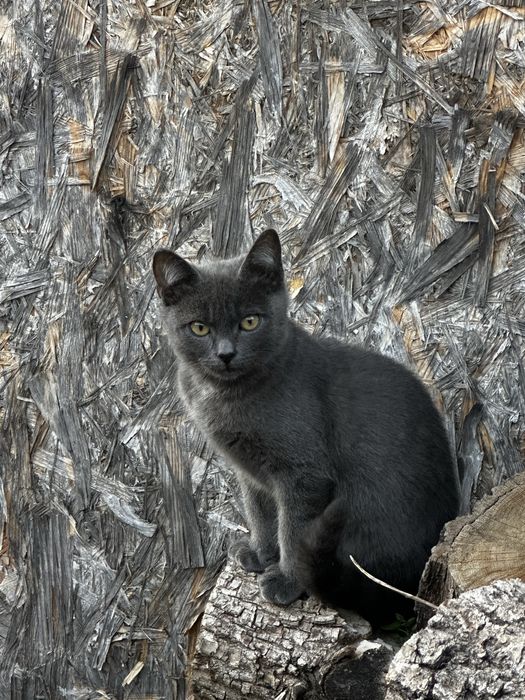 Кошенята, котик сірий