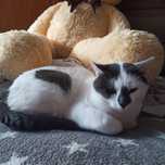 Котик с принтом сердечка