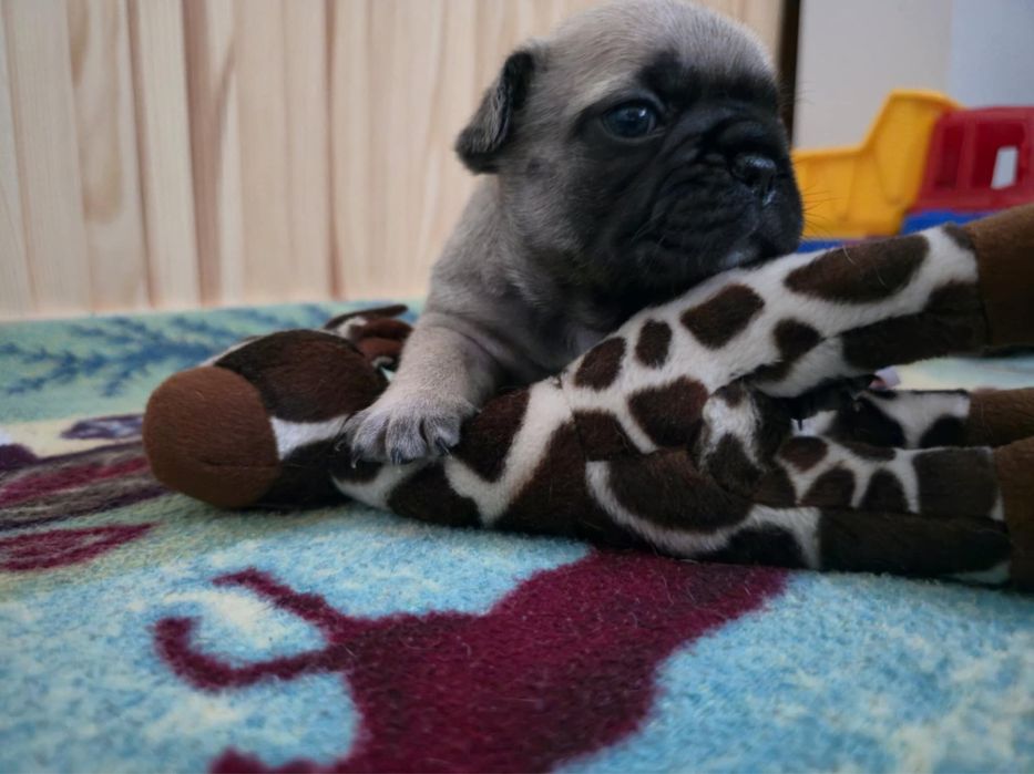 Buldog Francuski FCI