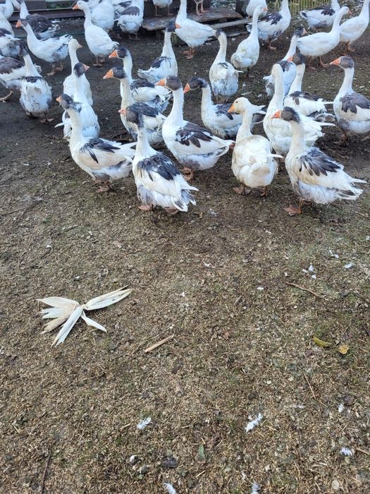 Sprzedam gęsi ekologiczne