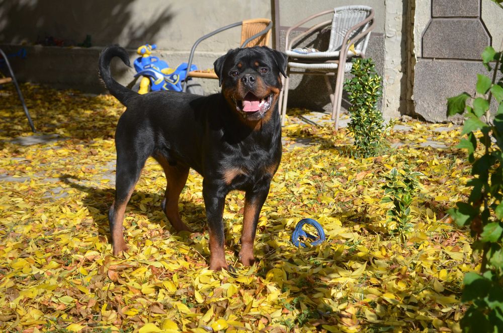 В'язка Кобель ротвейлер