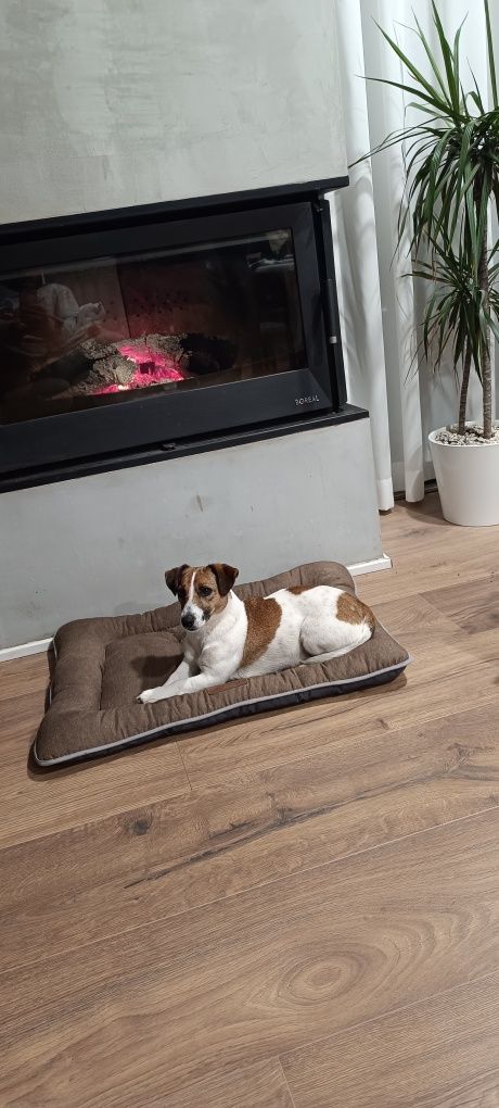 Jack Russel femea