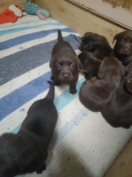 Labrador czekoladowy z rodowodem