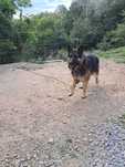 Oddam pieska w dobre rece