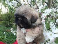 Piesek Shih tzu do odbioru