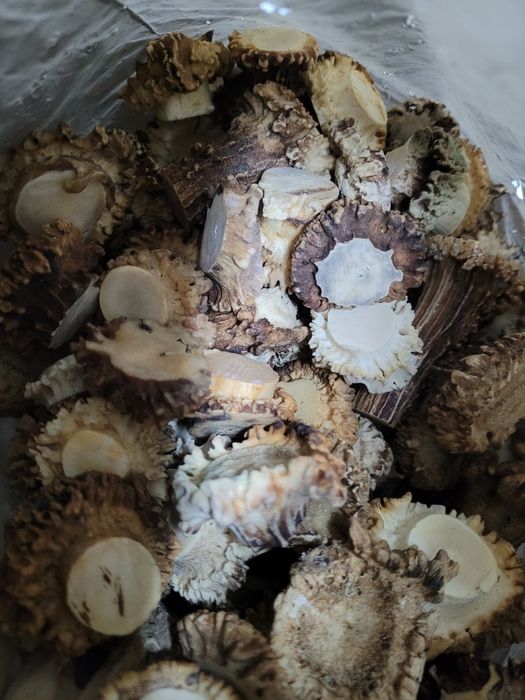 Cena za 5 szt Róża z poroza sarny kozła jeleń jelonek