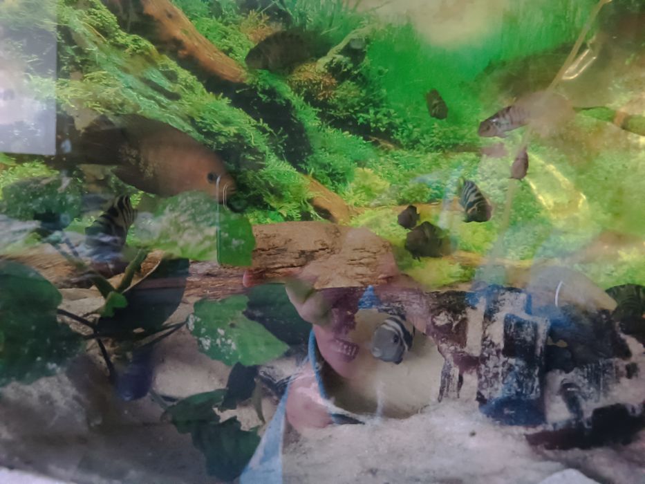 Sprzedam Akwarium 375l