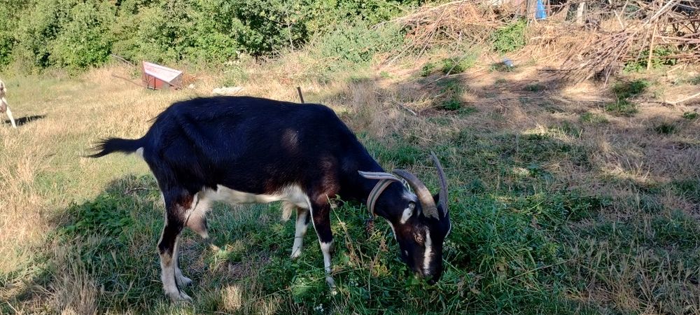 Продам козу домашню