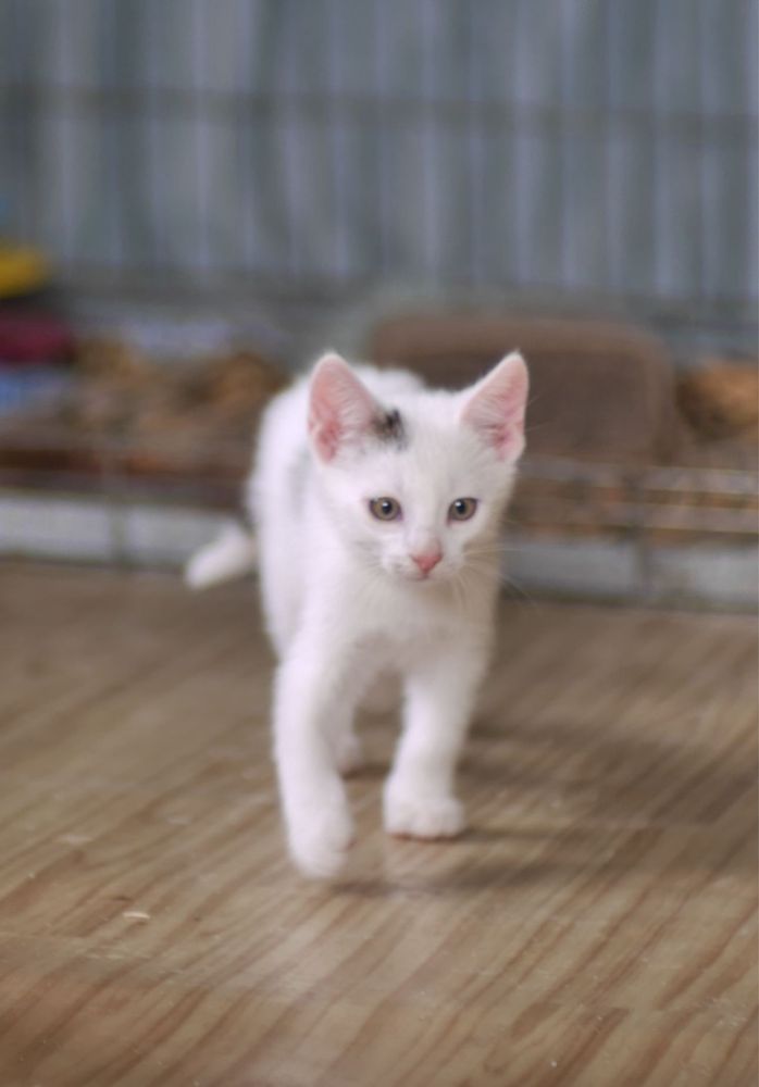 Mała przylepa do adopcji