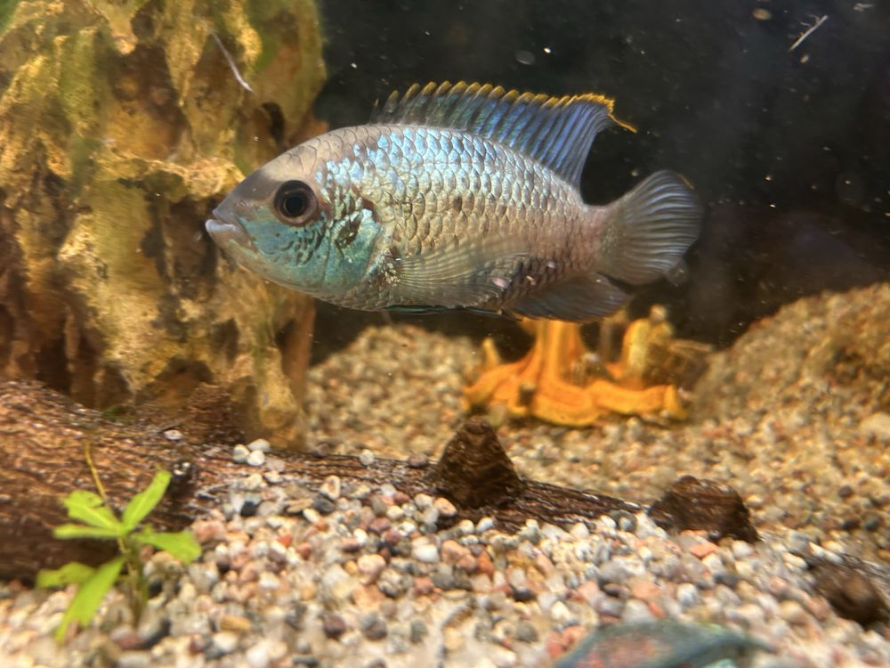 Akara electric blue (para)