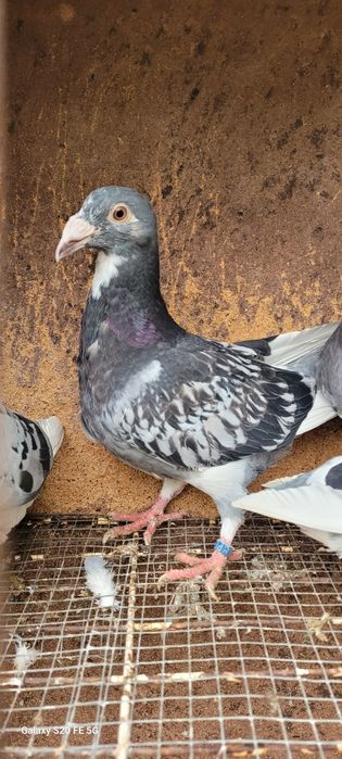 Gołębie staropolskie