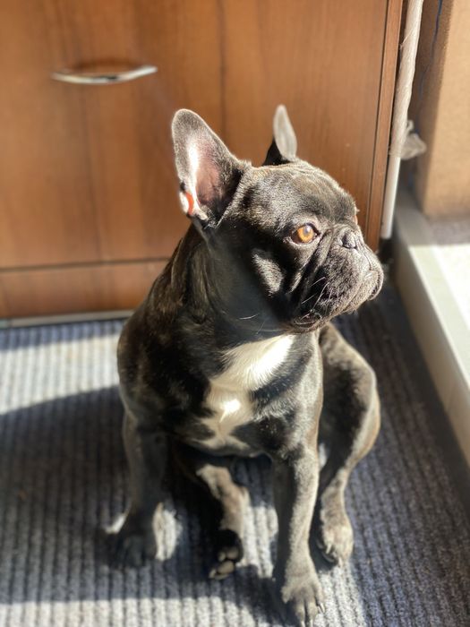 Вязка французский бульдог