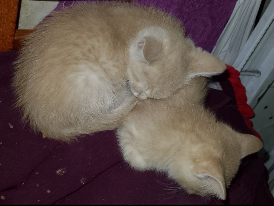 Віддам у гарні руки грайливого рудого кошенятко