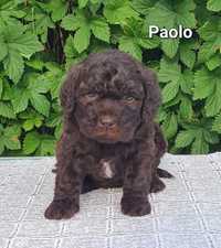 Piesek rasy Lagotto romagnolo