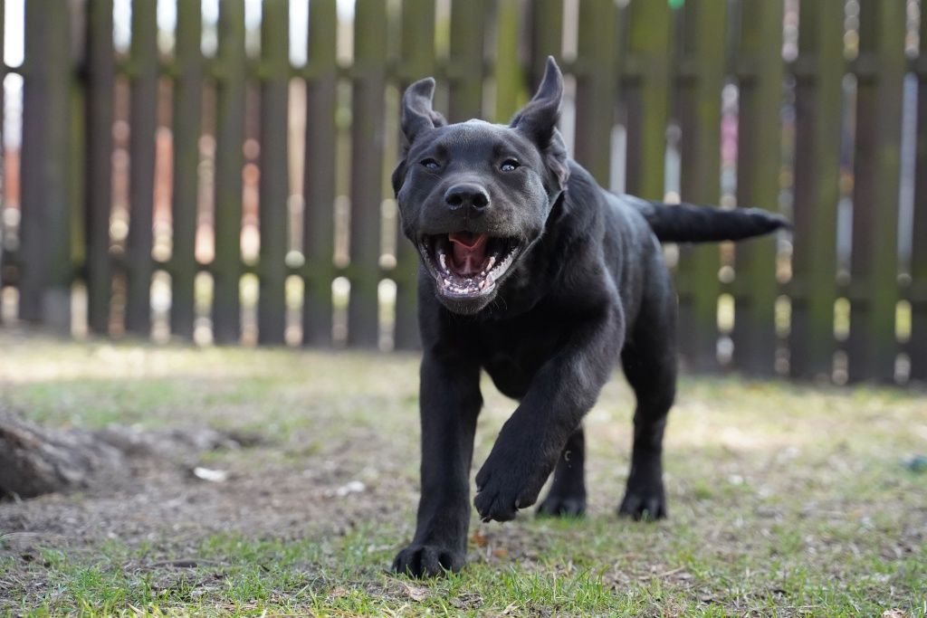 Labrador retriever czarny piesek  Zkwp gotowy do odbioru