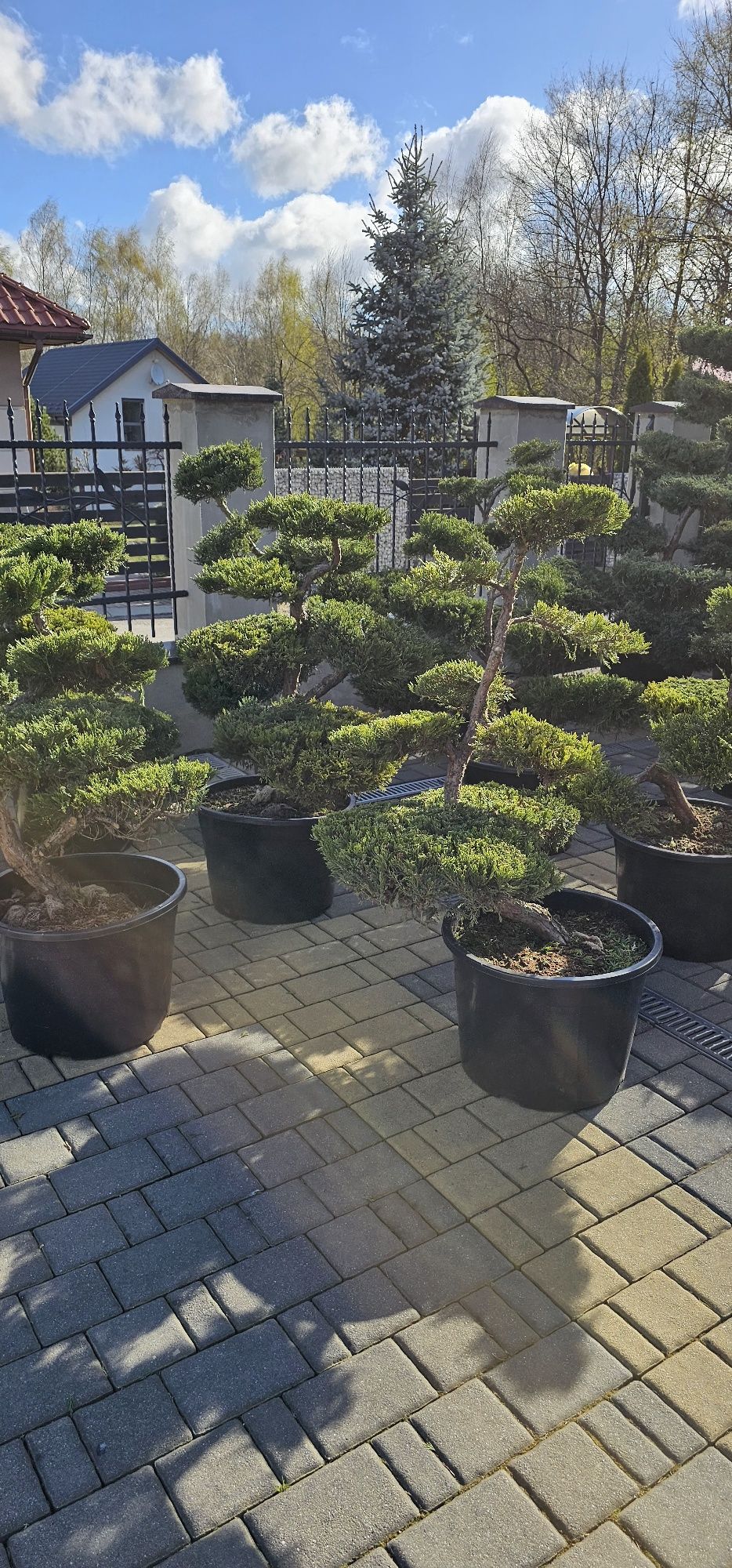 Bonsai Niwaki rośliny formowane