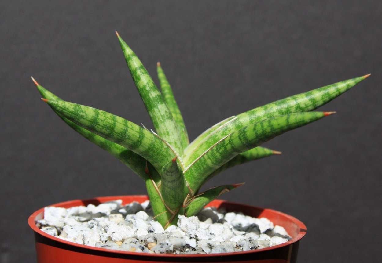 Сансевиерия Сансевієрія Sansevieria ballyi (Dwarf Sansevieria)