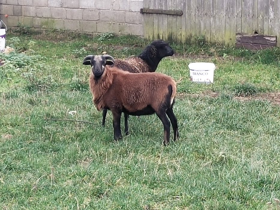 Baranek baran kameruński