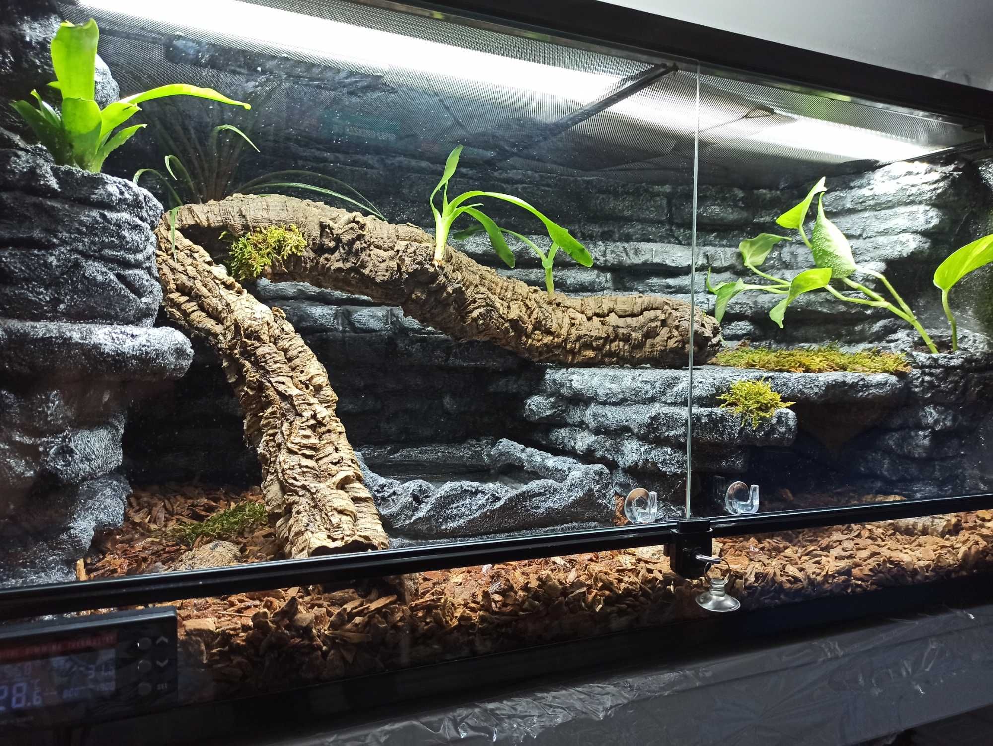 Terrarium pustynne dla gekona lamparciego 60x40x40 ( Exotic Leszno )