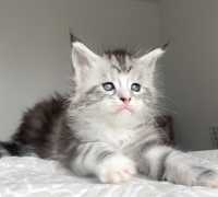 Piękna srebrna koteczka Maine Coon! Rodowód FPL/FIFe
