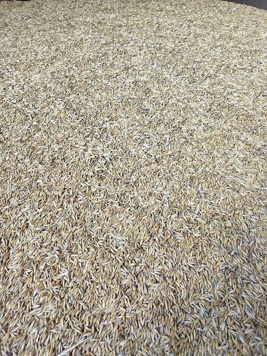 Owies jary Lion 2025