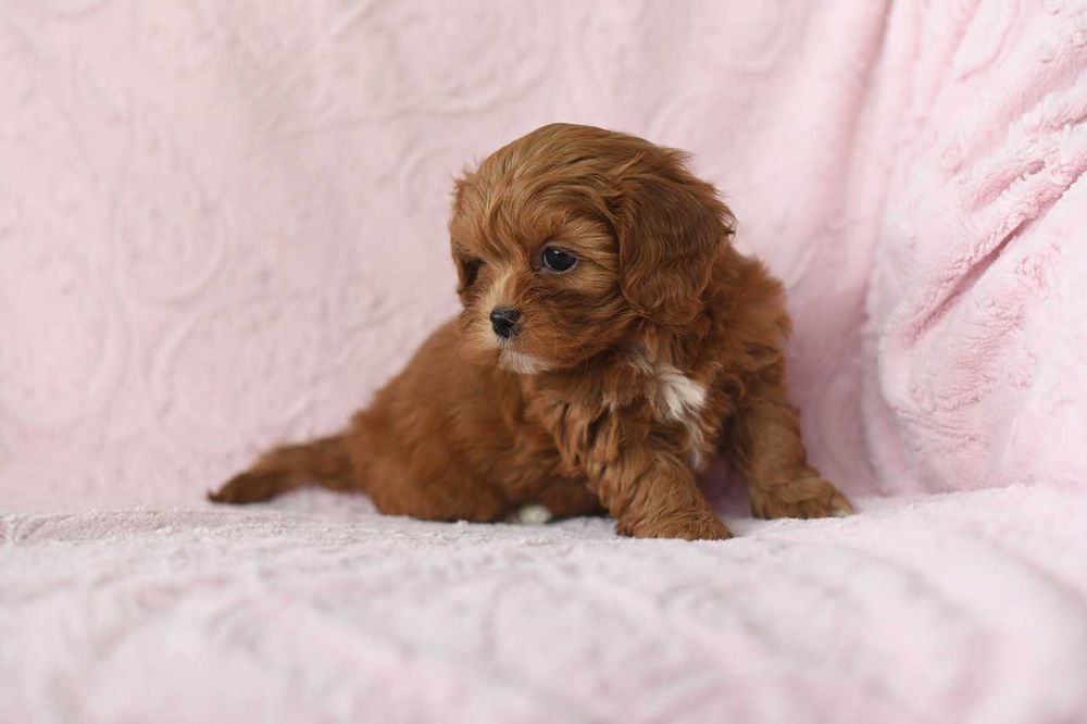 Maltipoo-cudowna suczka