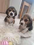 Szczeniak beagle