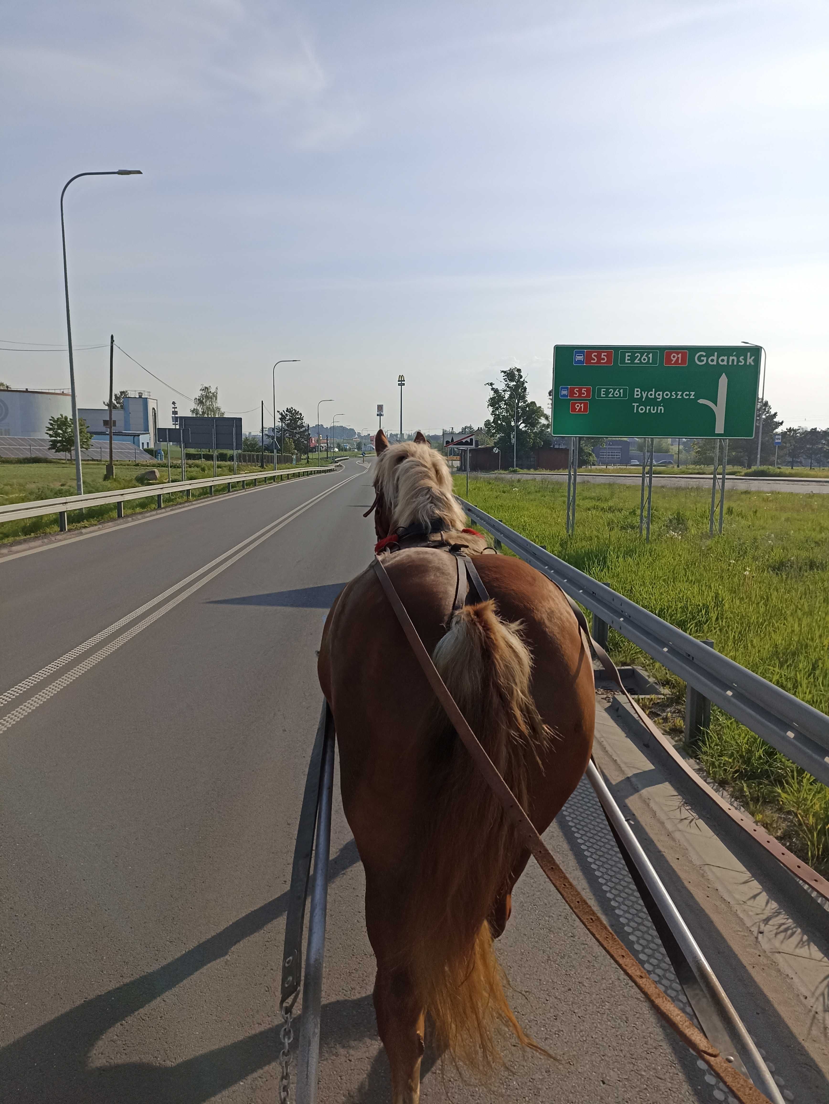 Sprzedam klacz zimnokrwistą