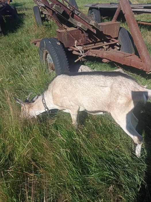 Kozy krycie koziolek