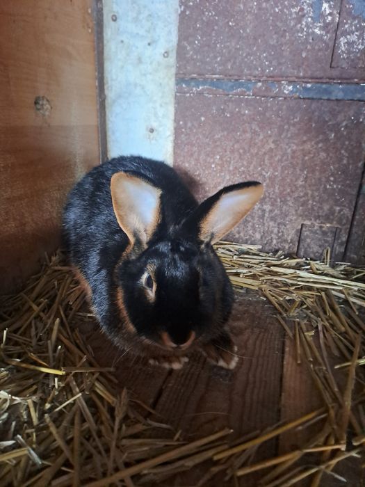 Królik  miniaturaka podpalany