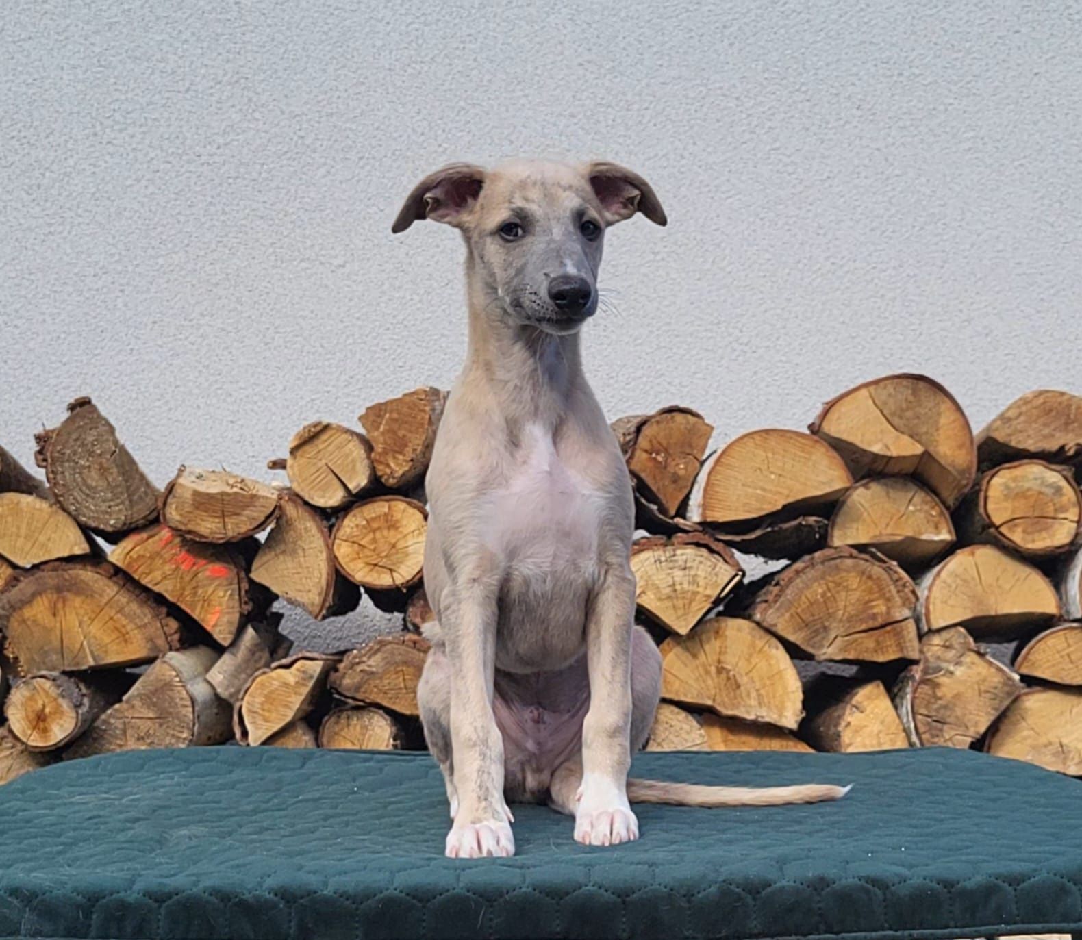 Szczeniaczki  - whippet